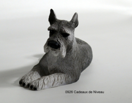 Rashond, Schnauzer 16 x 9