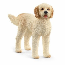 chien goldendoodle 13939