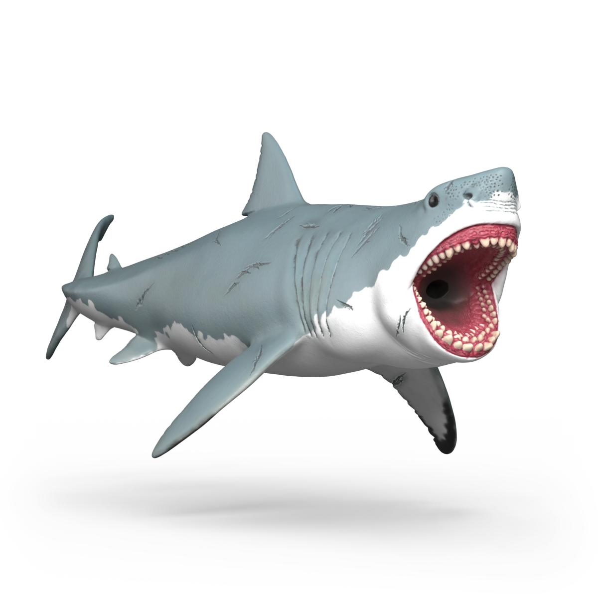 Mégalodon 15055