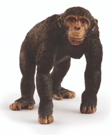 chimpansee 14883