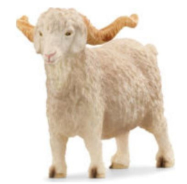 angora goat 13970