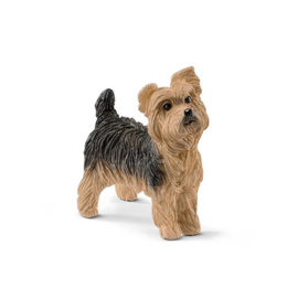Yorkshire terrier 13876 OUT