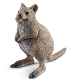 quokka 14823