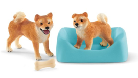 shiba inu 42479