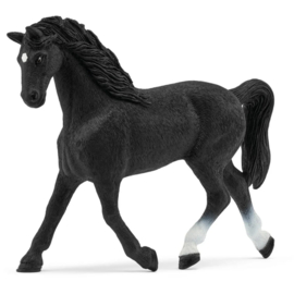 Holstein merrie 72201 LIMITED