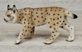 Eurasian lynx 17019 SPECIAL OUT