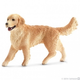 golden retriever 16395 -