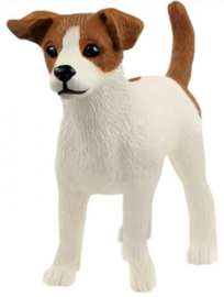 Jack Russel Terrier 13916