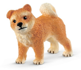 shiba inu 42479