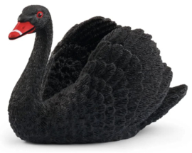 cygne noir 72194