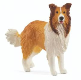 Collie 13998