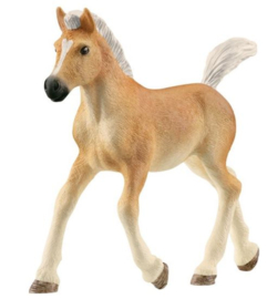 Haflinger veulen 13951