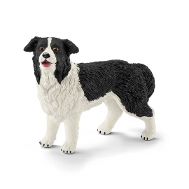 border collie 16840 OUT
