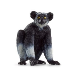 Indri 14877