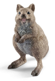 quokka 14823