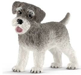 dwergschnauzer 13892