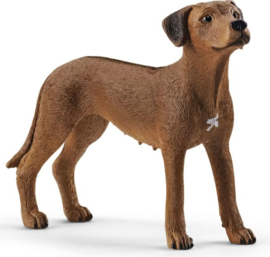 rodesische ridgeback 13895