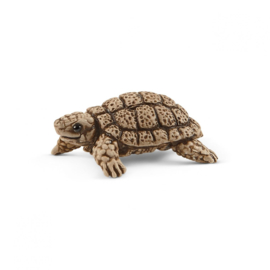 maison pour tortues 42506