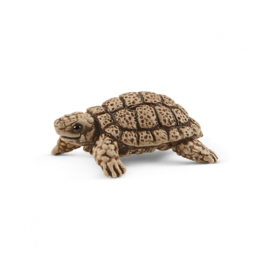 schildpad met huis 42506