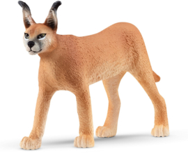 femelle caracal 14867