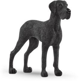 dogue allemand 13962