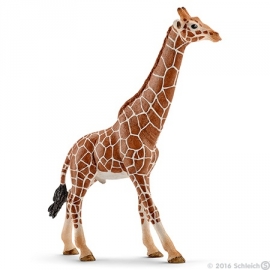 girafe male 14749 -