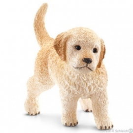 golden retriever pup 16396 -