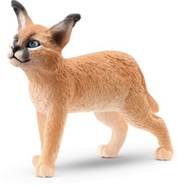 jeune caracal 14868