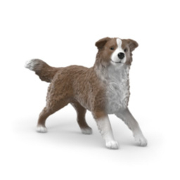 Australische herder 14972