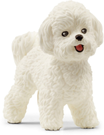 bichon frisé 13963