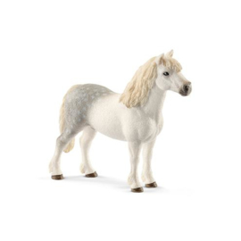 Welsh pony hengst 13871