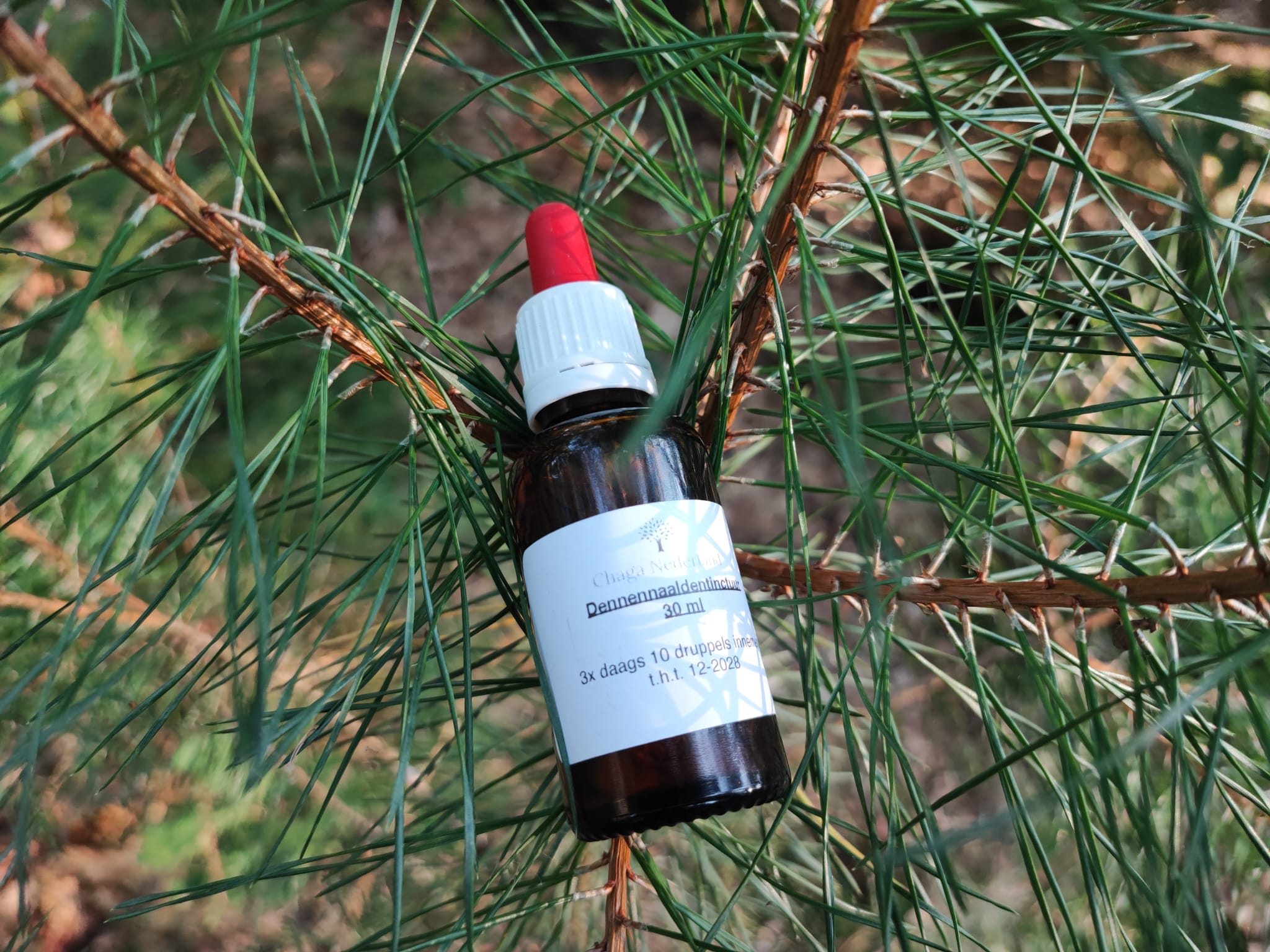 Dennennaalden tinctuur 100 ml