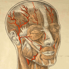 anatomie spierstelsel