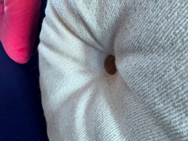 Moroso Gallery Day Bed - Design Sofa “My beautiful Back Side” 160cm - donkerblauw