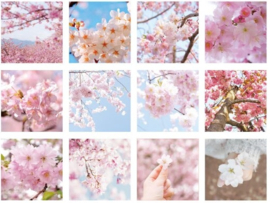 Sakura foto's stickerdoosje