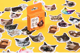 Katten stickerdoosje