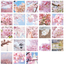 Sakura foto's stickerdoosje