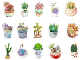 Succulent vetplant stickerdoosje