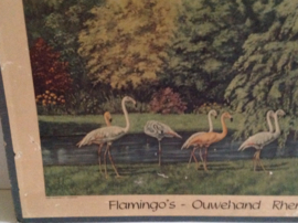 Schoolkaart. Flamingo’s. Ouwehand Rhenen.