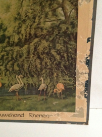 Schoolkaart. Flamingo’s. Ouwehand Rhenen.