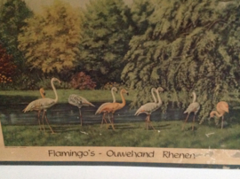 Schoolkaart. Flamingo’s. Ouwehand Rhenen.