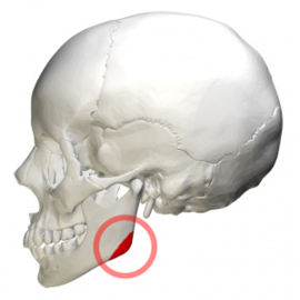 Measurer for angle of mandible