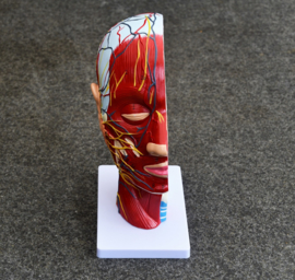 Anatomy model of the head