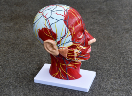 Anatomy model of the head