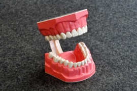 Dental model for OMFT instruction