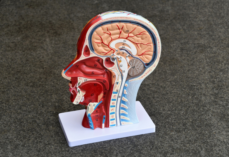 Anatomiemodel hoofd
