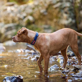 Ezydog Neo Classic halsband XS blauw