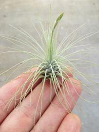 Tillandsia Argentea (airplant)