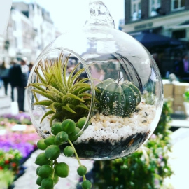 Workshop terrarium making in English