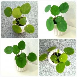 Pilea Peperomioides